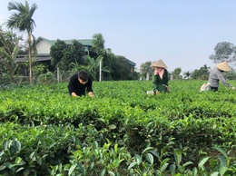 Trung tâm Dịch vụ tổng hợp xã Suối Hai tăng cường kiểm tra chăn nuôi, hướng dẫn phòng chống rét và chăm sóc chè tại thôn 4