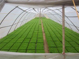 Hướng dẫn ngâm ủ giống và chăm sóc mạ lúa vụ Xuân 2026