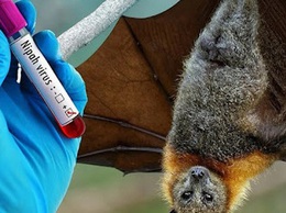 Bộ Y tế hỏa tốc yêu cầu siết chặt phòng dịch do virus Nipah
