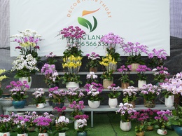 Lan Hồ Điệp Duyên Yết - sắc xuân từ nông nghiệp 
công nghệ cao Phú Xuyên