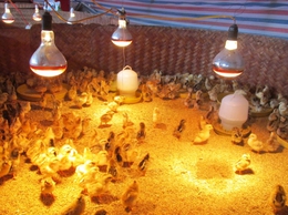 Hướng dẫn các biện pháp phòng, chống đói, rét cho đàn gia súc, gia cầm, thủy sản