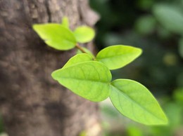 THẠCH THẤT PHÁT ĐỘNG “TẾT TRỒNG CÂY ĐỜI ĐỜI NHỚ ƠN BÁC HỒ” XUÂN BÍNH NGỌ 2026