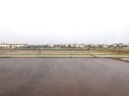 Nhân dân xã Quảng Oai tập trung cấy lúa vụ Xuân trước tết Bính Ngọ 2026, đảm bảo khung thời vụ