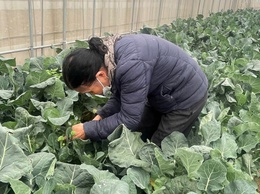 Chuyện về người “kỹ sư chân đất” Trần Thị Ngọ – Nâng tầm rau sạch tại khu đồng Ngói