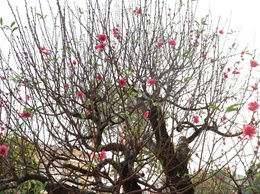 TAM HƯNG TRIỂN KHAI CHƯƠNG TRÌNH “TẾT SUM VẦY – XUÂN YÊU THƯƠNG” NĂM 2026