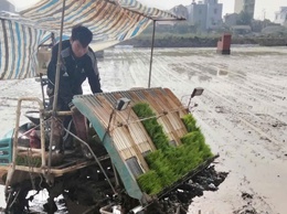 NÔNG DÂN XÃ ỨNG HÒA TẬP TRUNG XUỐNG ĐỒNG GIEO CẤY LÚA XUÂN.