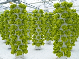 Video: Chuỗi rau sạch V-Garden - Hướng phát triển nông nghiệp hiện đại