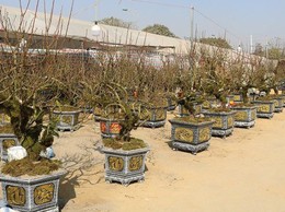 Hội chợ Hoa Xuân Bính Ngọ 2026 xã Quốc Oai: Cơ hội thuận lợi cho tiểu thương – Không thu phí thuê gian hàng