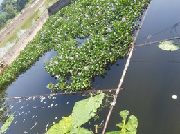 Trung tâm Dịch vụ Tổng hợp xã Phú xuyên, có một số lưu ý khi nuôi cá trong mùa đông cho bà con