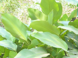  SẮC XANH LÁ DONG SÀI SƠN – GIỮ TRỌN HỒN BÁNH CHƯNG