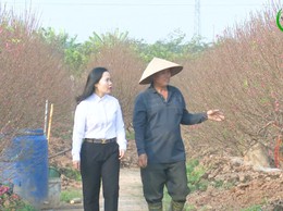  Làng Đào Hoàng Xá, xã Quốc Oai Ngập Tràn Hơi Thở Mùa Xuân 