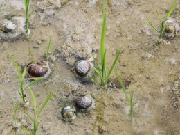 HƯỚNG DẪN KỸ THUẬT DIỆT TRỪ ỐC BƯƠU VÀNG