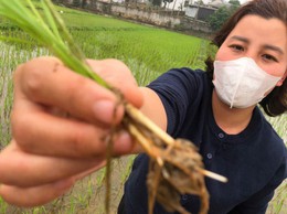 Hướng dẫn chăm sóc lúa mới cấy