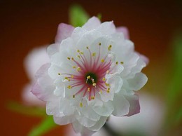 Mai trắng – thú chơi tao nhã ngày Tết của người Việt