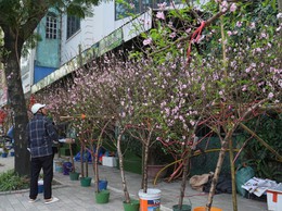 Hà Nội: Đảm bảo văn minh đô thị các điểm bán hoa Tết