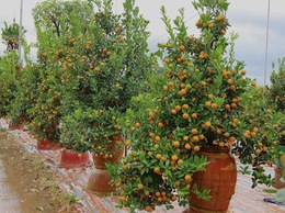 Những phong tục truyền thống của người Việt cho năm mới may mắn