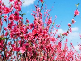 CHÚC MỪNG NĂM MỚI - XUÂN BÍNH NGỌ 2026