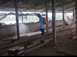 HƯỚNG DẪN PHƯƠNG PHÁP VỆ SINH TIÊU ĐỘC, KHỬ TRÙNG CHUỒNG TRẠI CHĂN NUÔI GIA SÚC, GIA CẦM.