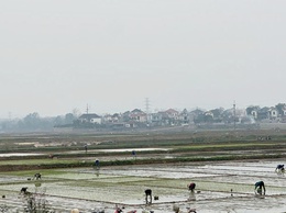 Hướng dẫn Quy trình kỹ thuật thâm canh lúa cải tiến (SRI)