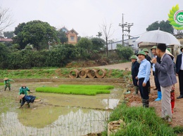 Lãnh đạo xã Phú Cát thăm đồng, kiểm tra tiến độ cấy lúa vụ xuân năm 2026