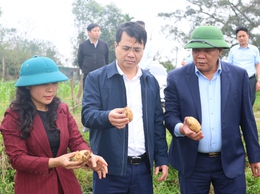 Lãnh đạo Thạch Thất kiểm tra tình hình sản xuất vụ Xuân 2026