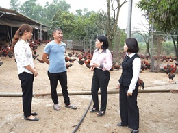 CÂU CHUYỆN LÀM GIÀU TỪ CHUỒNG GÀ Ở YÊN KHOÁI