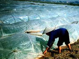 TĂNG CƯỜNG PHÒNG CHỐNG RÉT CHO CÂY TRỒNG TRONG ĐIỀU KIỆN THỜI TIẾT RÉT ĐẬM, RÉT HẠI