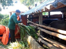 Các biện pháp phòng chống rét đậm rét hại cho đàn vật nuôi