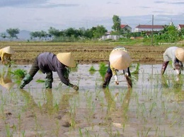 Hướng dẫn kỹ thuật cấy và chăm sóc lúa xuân