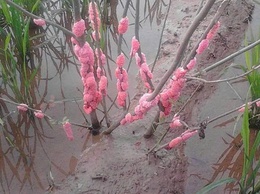 HƯỚNG DẪN PHÒNG TRỪ ỐC BƯƠU VÀNG