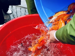 Phóng sinh văn minh - bảo vệ môi trường Hồ Tây dịp tết ông Công, ông Táo