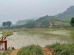 KHÔNG KHÍ KHẨN TRƯƠNG TRÊN CÁNH ĐỒNG XÃ BA VÌ – HƯỚNG TỚI VỤ XUÂN THẮNG LỢI