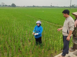 THÔNG TIN THĂM ĐỒNG VÀ KHUYẾN CÁO CHĂM SÓC LÚA VỤ XUÂN 2026