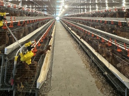 Mô hình chăn nuôi gà đẻ trứng ứng dụng công nghệ cao tại xã Liên Minh