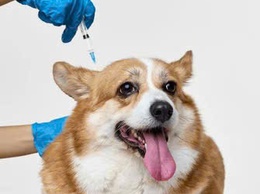 CHỦ ĐỘNG PHÒNG, CHỐNG BỆNH DẠI – BẢO VỆ GIA ĐÌNH TỪ NHỮNG VIỆC LÀM NHỎ NHẤT