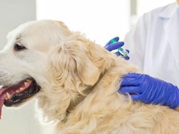 Tăng cường các biện pháp phòng, chống bệnh Dại động vật