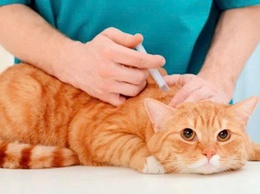 PHÒNG CHỐNG BỆNH DẠI