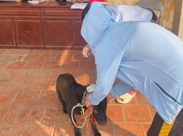 Tăng cường truyền thông nâng cao nhận thức của người dân về bệnh dại