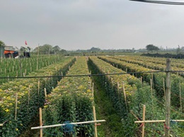 Hoài Đức: hoàn thành 100% diện tích gieo cấy vụ xuân – tập trung chăm sóc lúa, hoa và rau màu giai đoạn sau cấy