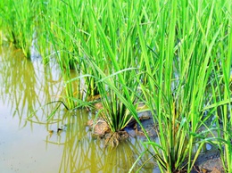 THÔNG BÁO Chăm sóc lúa xuân giai đoạn đẻ nhánh rộ - cuối đẻ nhánh