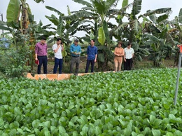 Tăng cường quản lý sản xuất nông nghiệp tại xã Minh Châu: Hướng tới vùng rau an toàn, bền vững.
