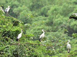 Hà Nội công bố danh mục thủ tục hành chính lĩnh vực bảo tồn thiên nhiên và đa dạng sinh học