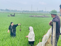 Phú Nghĩa: Kiểm tra, hướng dẫn xử lý bệnh nghẹt rễ trên lúa tại cụm Đông Sơn