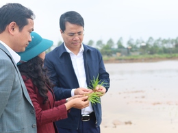 Lãnh đạo Thạch Thất kiểm tra tình hình sản xuất vụ Xuân 2026