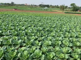 Phường Chương Mỹ tiếp và làm việc với Sở Nông nghiệp và Môi trường Hà Nội về kiểm tra sản xuất rau