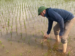 Ô Diên: Chăm sóc lúa xuân thời kỳ bén rễ hồi xanh - yếu tố quyết định năng suất