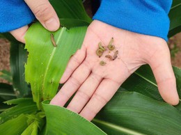 Trung tâm dịch vụ tổng hợp xã Ba Vì thông báo về tình hình sâu keo mùa thu gây hại trên cây ngô