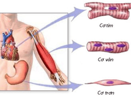 BVĐK Đống Đa: Cảnh báo nguy cơ “tiêu cơ vân” ở trẻ em sau hoạt động gắng sức