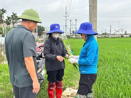 TĂNG CƯỜNG THĂM ĐỒNG, CHỦ ĐỘNG PHÒNG TRỪ BỆNH ĐẠO ÔN HẠI LÚA XUÂN 2026