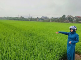 PHÒNG TRỪ BỆNH ĐẠO ÔN HẠI LÚA VỤ XUÂN NĂM 2026